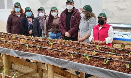 Cultivos hidropónicos y de ostiones en Cifuncho con visión innovadora