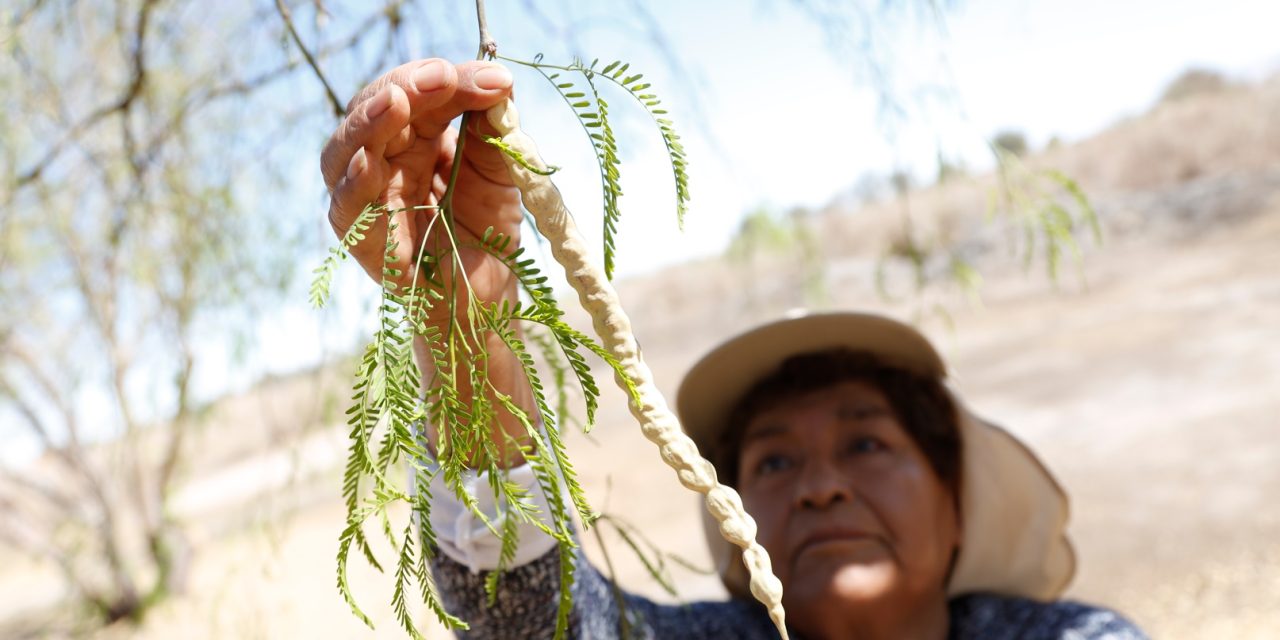 Agricultores de Calama colectan semillas de Algarrobo de forma masiva en Parque Explora Lomas