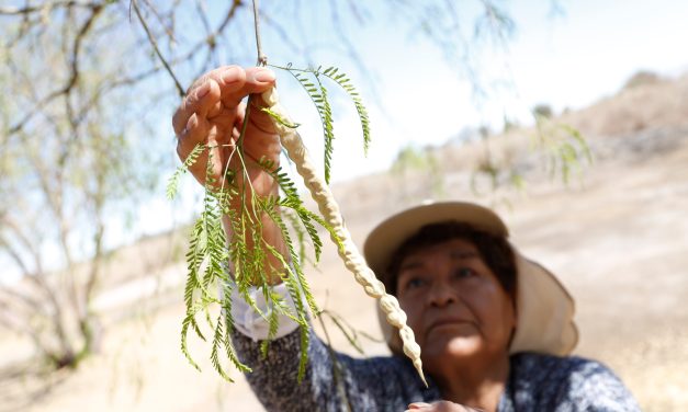 Agricultores de Calama colectan semillas de Algarrobo de forma masiva en Parque Explora Lomas