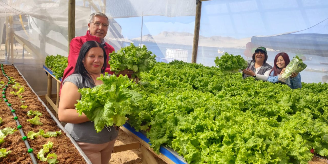 Inauguran inédito centro hidropónico a orillas del mar en caleta Cifuncho