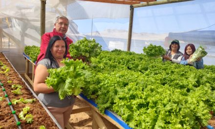 Inauguran inédito centro hidropónico a orillas del mar en caleta Cifuncho