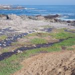 Ministerio del Medio Ambiente reconoce tercer humedal urbano “Vertientes de La Chimba Norte” en Antofagasta