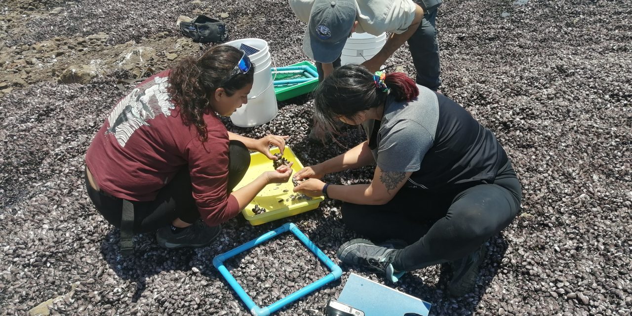 Investigación científica generará el primer censo de la vida marina de la Región de Antofagasta